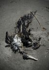Forgotten, 2018. © Alexandra Dewez.