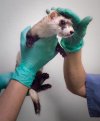 Black-Footed Ferret After Sperm-Removal Procedure, 2015. © Brenda Biondo.