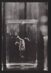 (The Bird) Species #1, 2017. © Julie McCarthy.